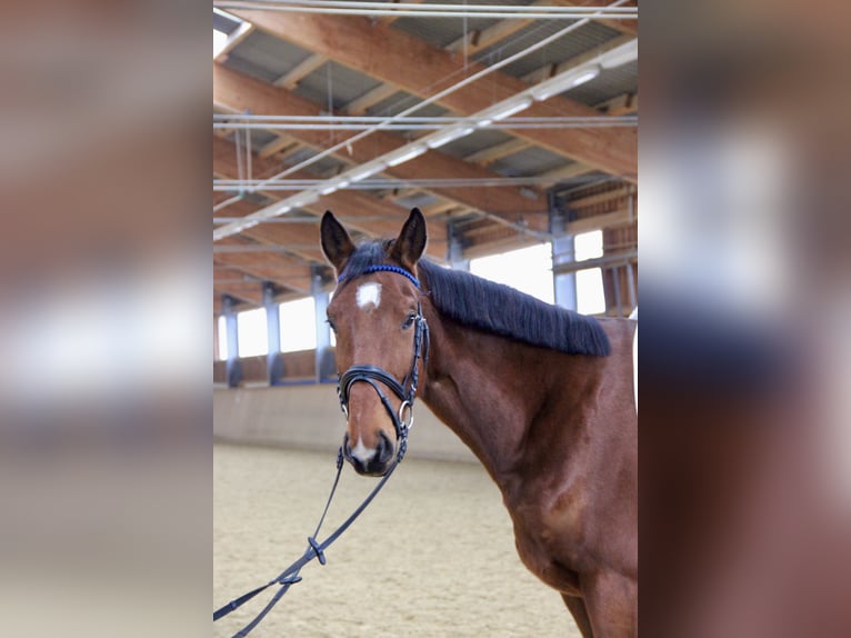 Austrian Warmblood Gelding 5 years 16,2 hh Brown in Kaltenleutgeben