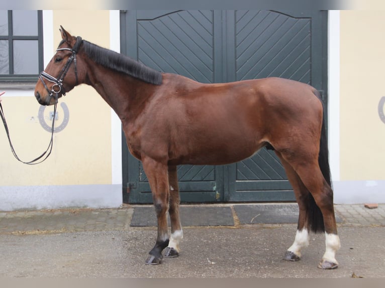 Austrian Warmblood Gelding 5 years 16,2 hh Brown in Kaltenleutgeben