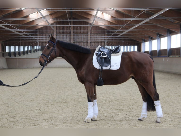 Austrian Warmblood Gelding 5 years 16,2 hh Brown in Kaltenleutgeben