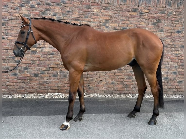 Austrian Warmblood Gelding 5 years 16.3 hh Brown in Niederkassel
