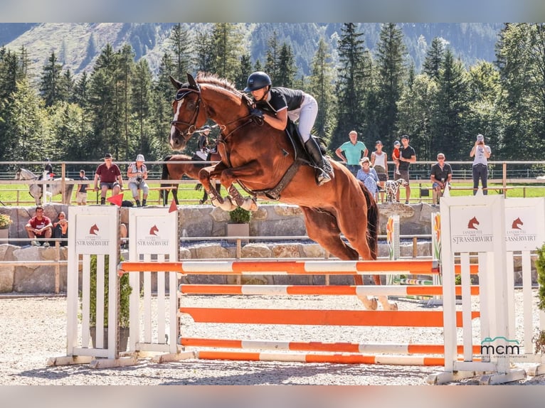 Austrian Warmblood Gelding 5 years 16,3 hh Chestnut in Hopfgarten im Brixental