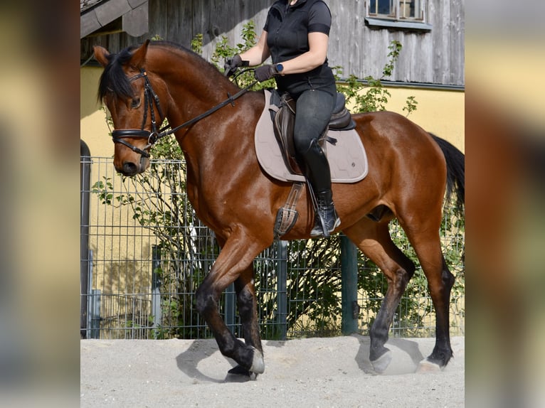 Austrian Warmblood Gelding 5 years 16 hh Brown in Tarsdorf