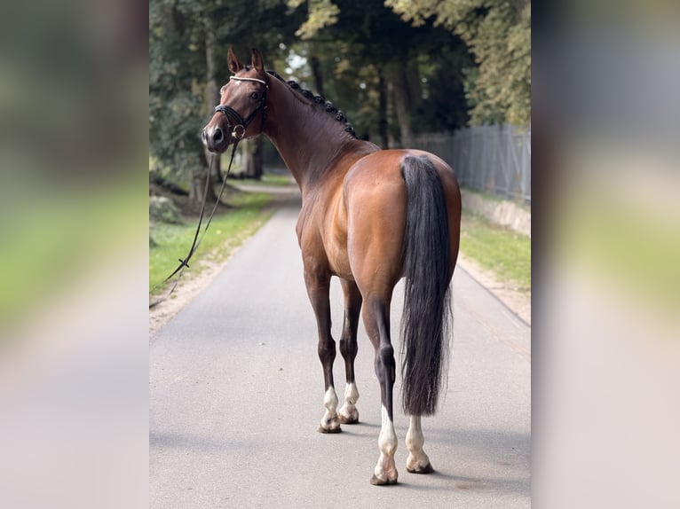 Austrian Warmblood Gelding 5 years 16 hh Brown in Westensee