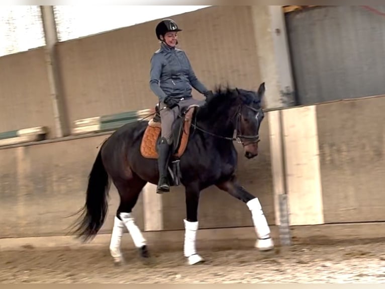 Austrian Warmblood Gelding 5 years 16,1 hh Bay-Dark in Wien, LeopoldstadtWien