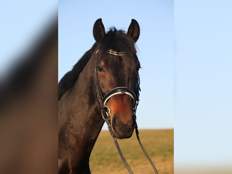 Austrian Warmblood Gelding 5 years 16,1 hh Bay-Dark in Oberbreitsach