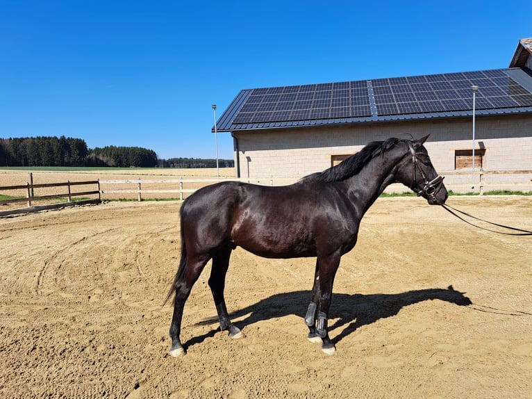 Austrian Warmblood Gelding 5 years 16,2 hh Black in Stadl-Paura