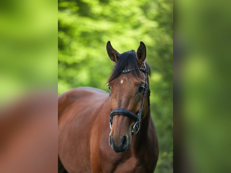 Austrian Warmblood Gelding 5 years 16,2 hh Brown in WarngaU