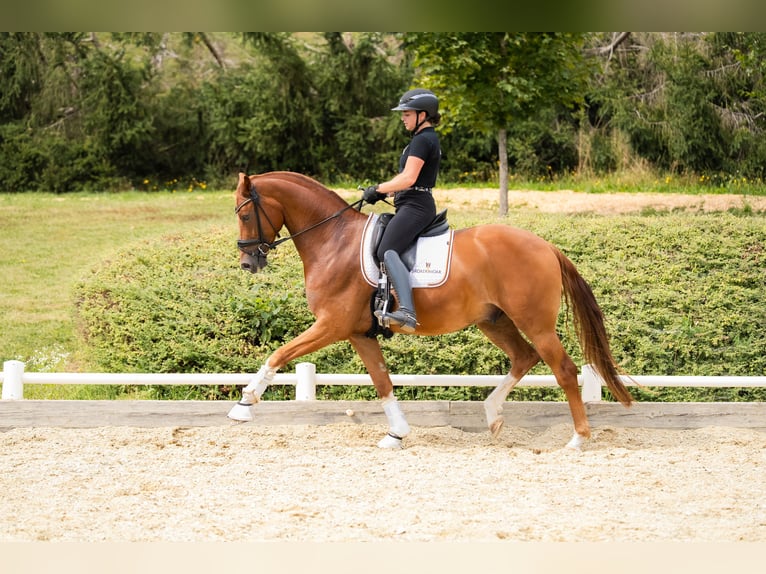 Austrian Warmblood Gelding 5 years 16,2 hh Chestnut-Red in Oisnitz