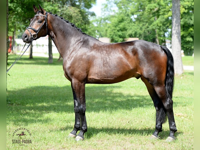 Austrian Warmblood Gelding 5 years 17,1 hh Brown in Stadl-Paura