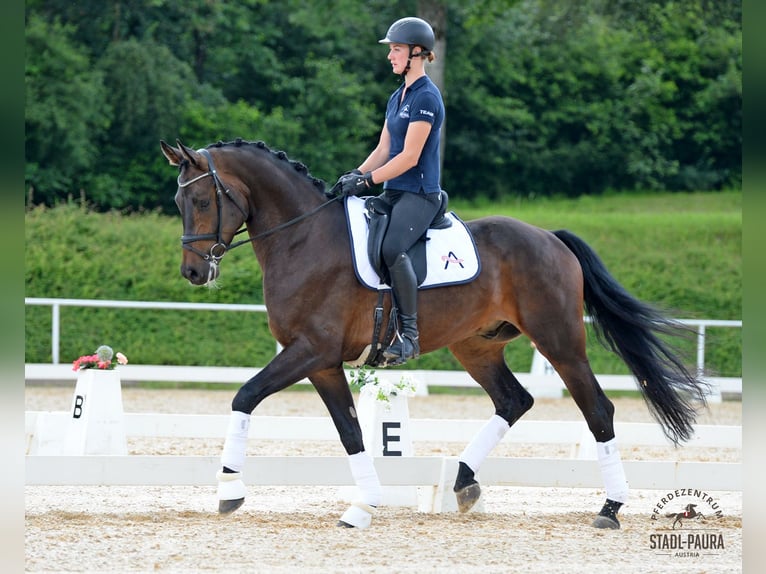 Austrian Warmblood Gelding 5 years 17,1 hh Brown in Stadl-Paura