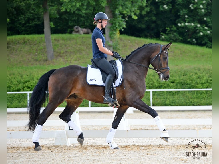 Austrian Warmblood Gelding 5 years 17,1 hh Brown in Stadl-Paura