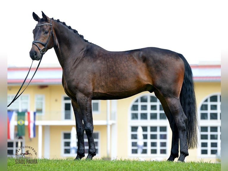 Austrian Warmblood Gelding 5 years 17,1 hh Brown in Stadl-Paura