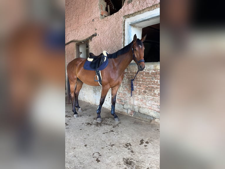 Austrian Warmblood Gelding 5 years 17,1 hh Brown in Feldbach