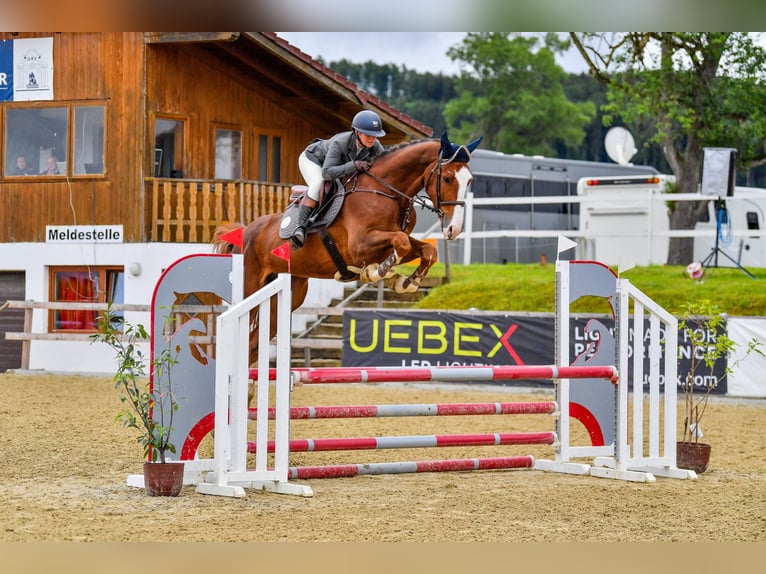 Austrian Warmblood Gelding 5 years 17,2 hh Chestnut-Red in Ottnang am Hausruck