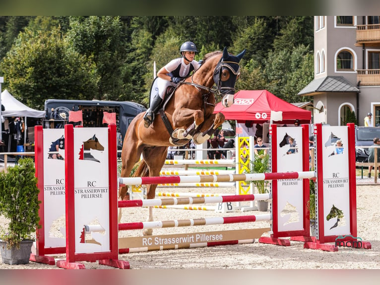 Austrian Warmblood Gelding 5 years 17,2 hh Chestnut-Red in Ottnang am Hausruck