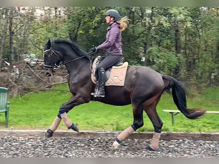 Austrian Warmblood Gelding 5 years 17 hh Bay-Dark in Wimpassing an der Leitha