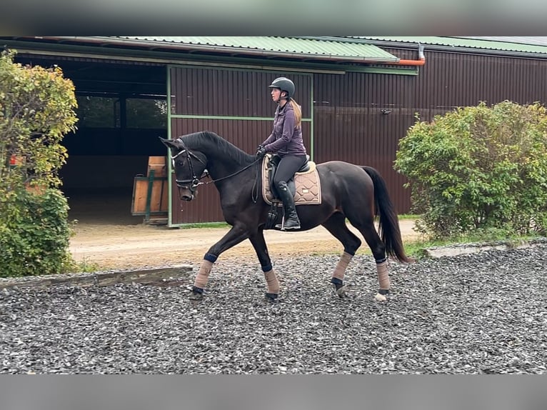 Austrian Warmblood Gelding 5 years 17 hh Bay-Dark in Wimpassing an der Leitha
