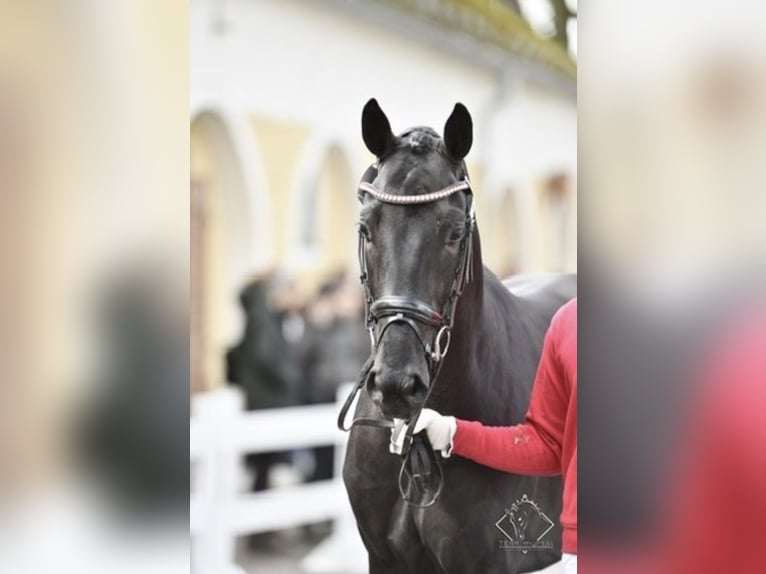 Austrian Warmblood Gelding 5 years 17 hh Black in Bad Kleinkirchheim