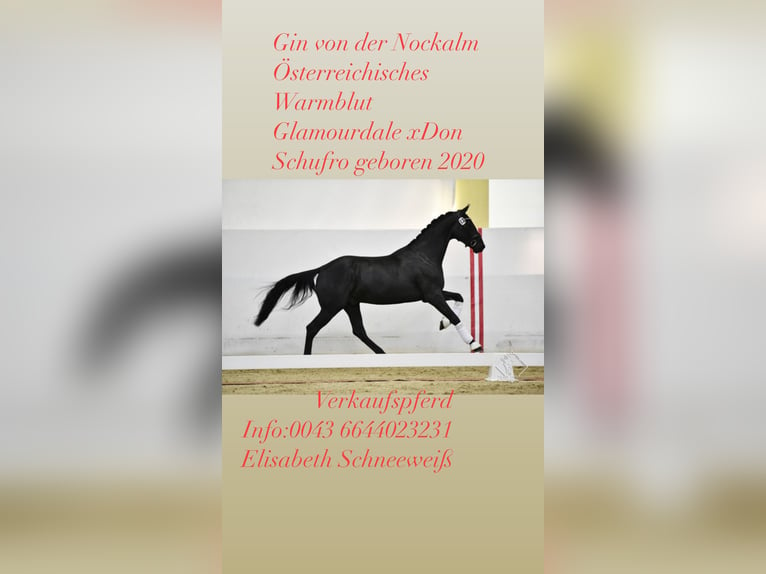 Austrian Warmblood Gelding 5 years 17 hh Black in Bad Kleinkirchheim