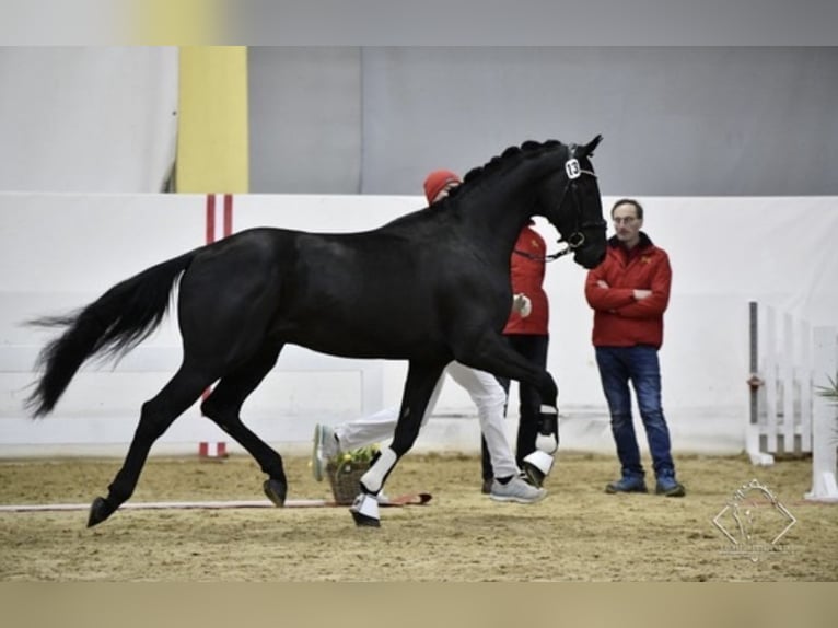 Austrian Warmblood Gelding 5 years 17 hh Black in Bad Kleinkirchheim