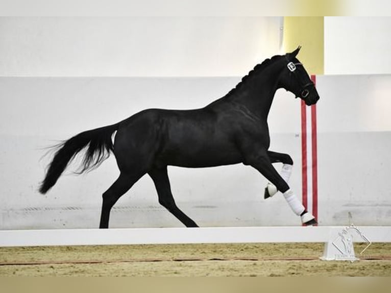 Austrian Warmblood Gelding 5 years 17 hh Black in Bad Kleinkirchheim