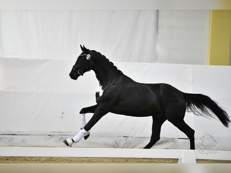 Austrian Warmblood Gelding 5 years 17 hh Black in Bad Kleinkirchheim