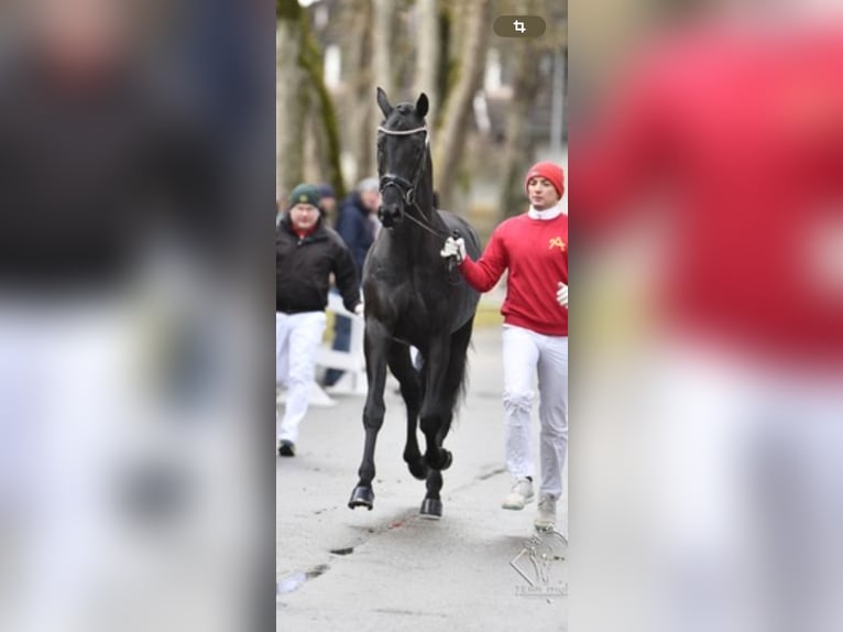 Austrian Warmblood Gelding 5 years 17 hh Black in Bad Kleinkirchheim