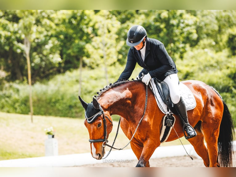 Austrian Warmblood Gelding 5 years 17 hh Brown in Sankt Peter am Ottersbach