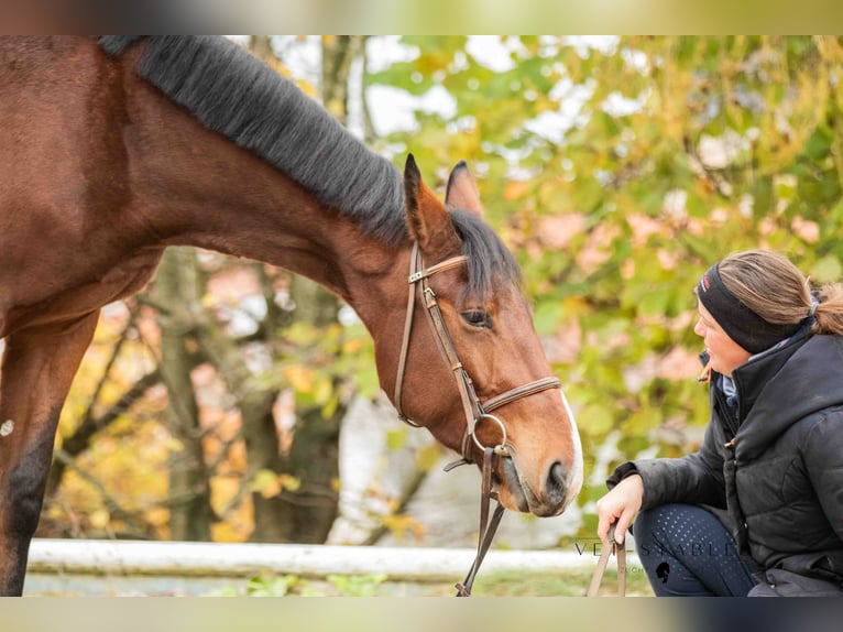 Austrian Warmblood Gelding 5 years 17 hh Brown in Sankt Peter am Ottersbach