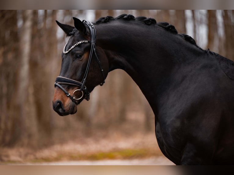 Austrian Warmblood Gelding 5 years 17 hh Smoky-Black in Wehringen