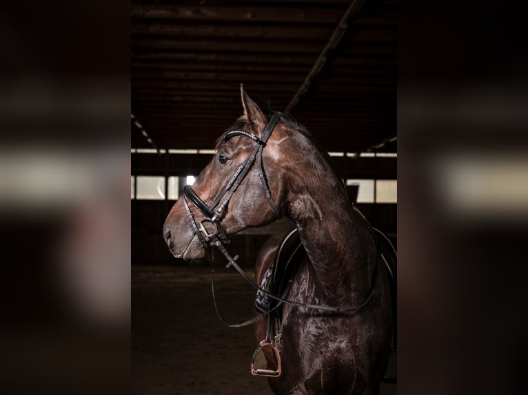 Austrian Warmblood Gelding 5 years 17,3 hh Bay-Dark in Sankt Margarethen bei Knittelfeld