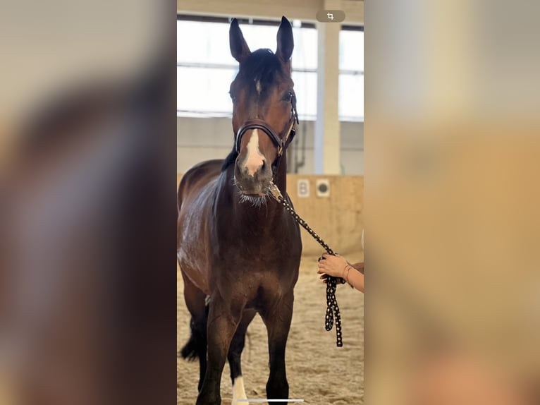 Austrian Warmblood Gelding 5 years Bay-Dark in Graz,11.Bez.:MariatrostG