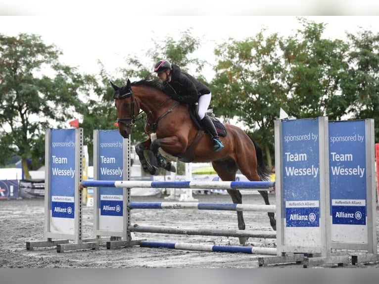 Austrian Warmblood Gelding 6 years 16,1 hh Brown in Rudersdorf