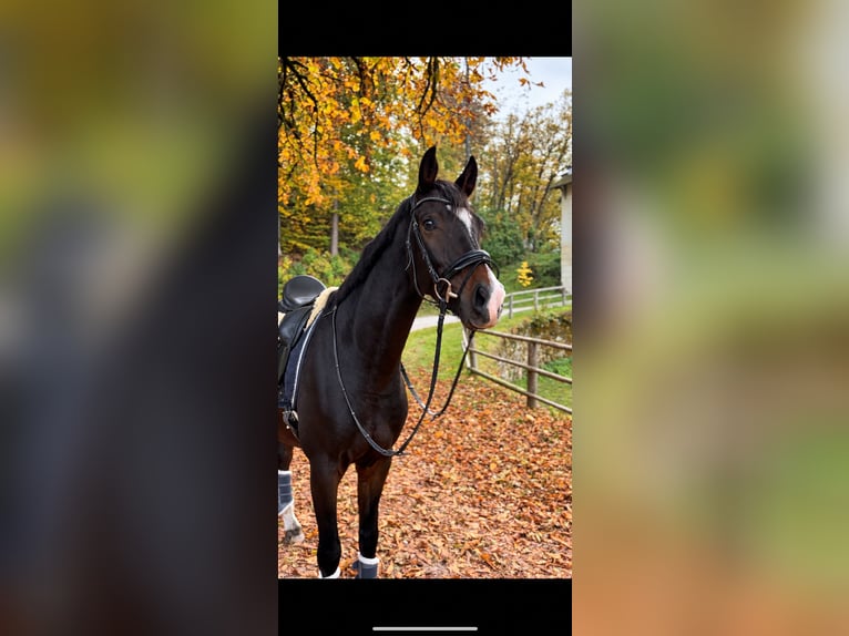 Austrian Warmblood Gelding 6 years 16.2 hh Bay-Dark in Köttmannsdorf