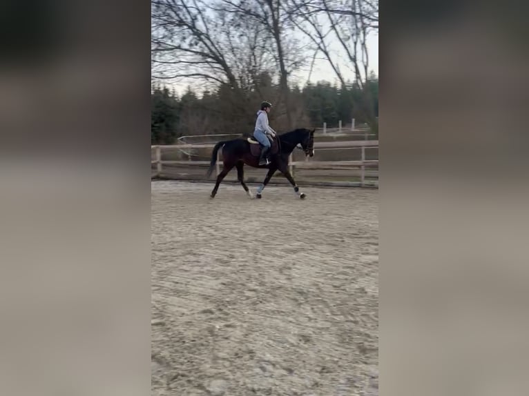 Austrian Warmblood Gelding 6 years 16.2 hh Black in Kettlasbrunn