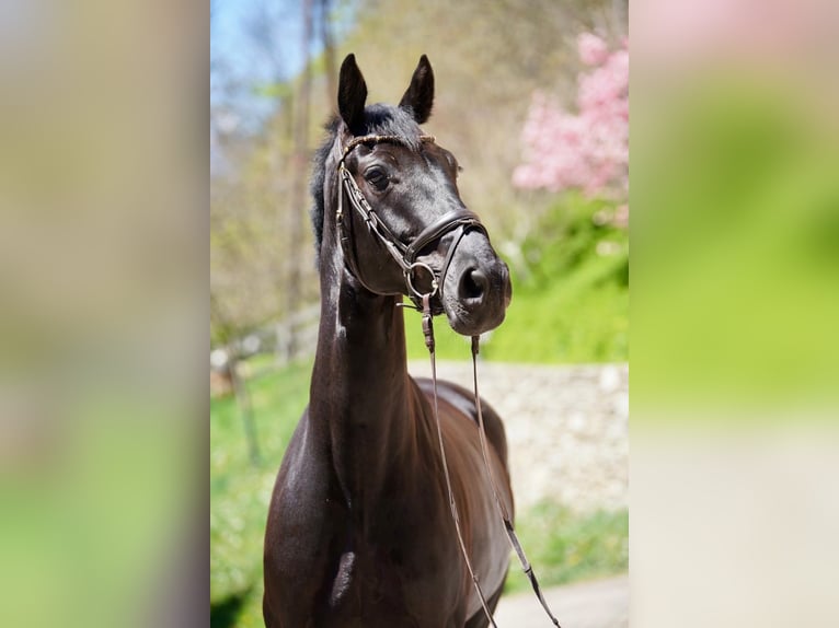 Austrian Warmblood Gelding 6 years 16.2 hh Black in Tangern