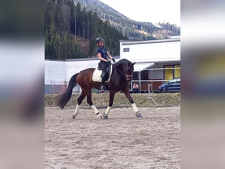 Austrian Warmblood Gelding 6 years 16,2 hh Brown in Kapfenberg