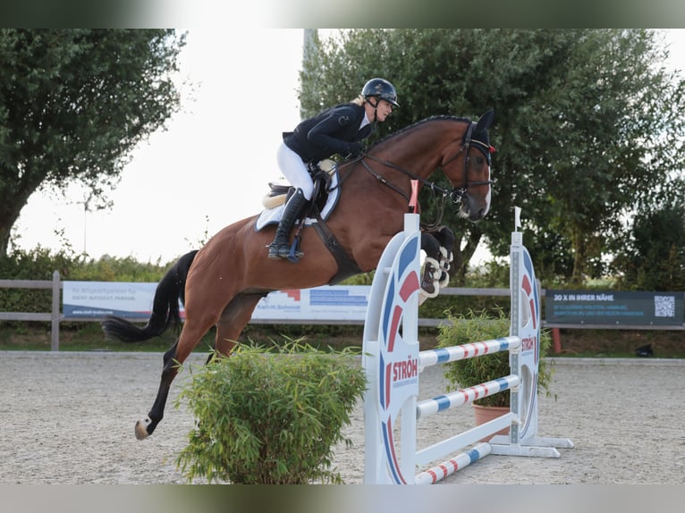 Austrian Warmblood Gelding 6 years 16,2 hh Brown in Linz