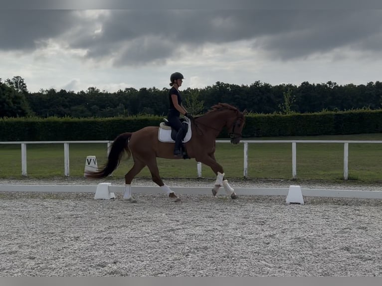 Austrian Warmblood Gelding 6 years 16,2 hh Chestnut in Rous&#xED;nov