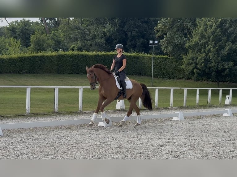 Austrian Warmblood Gelding 6 years 16,2 hh Chestnut in Rous&#xED;nov