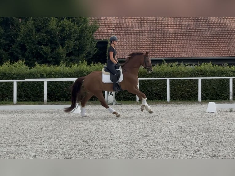 Austrian Warmblood Gelding 6 years 16,2 hh Chestnut in Rous&#xED;nov