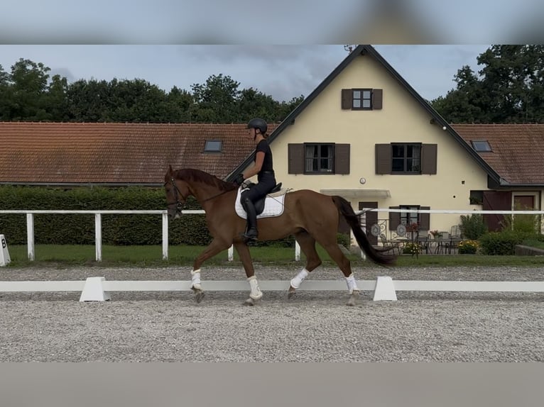 Austrian Warmblood Gelding 6 years 16,2 hh Chestnut in Rous&#xED;nov