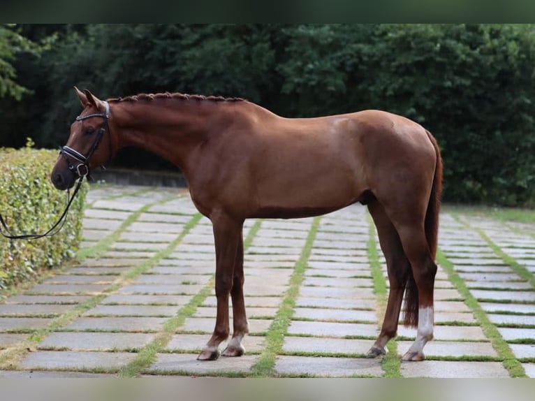 Austrian Warmblood Gelding 6 years 16,2 hh Chestnut in Rous&#xED;nov