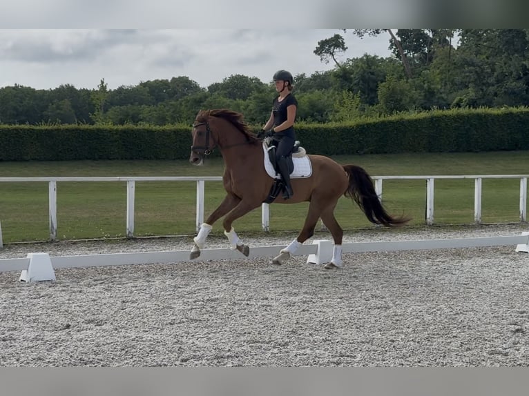 Austrian Warmblood Gelding 6 years 16,2 hh Chestnut in Rous&#xED;nov