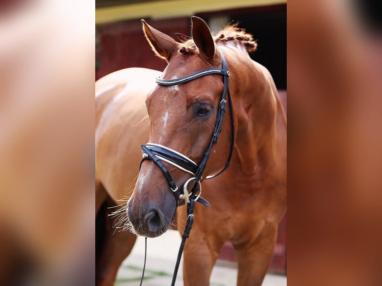 Austrian Warmblood Gelding 6 years 16,2 hh Chestnut in Rous&#xED;nov