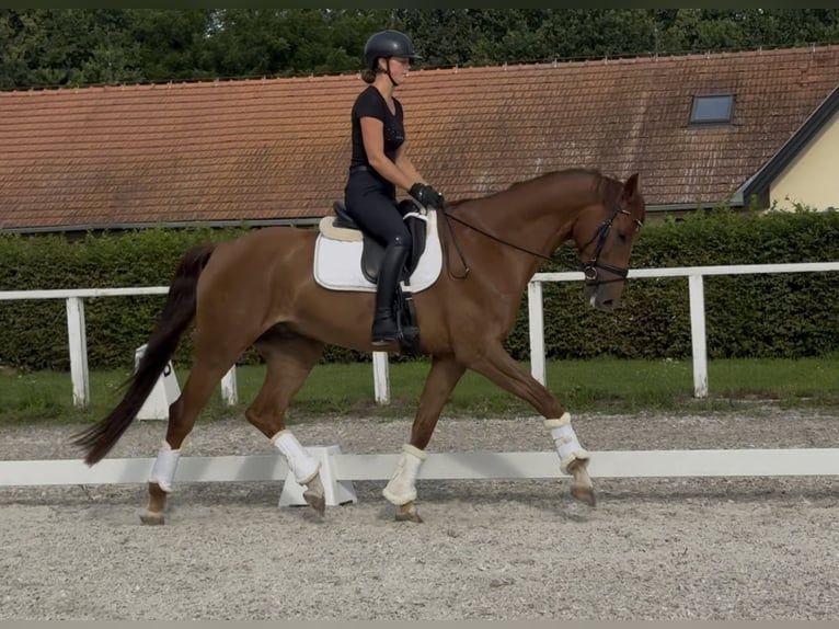 Austrian Warmblood Gelding 6 years 16,2 hh Chestnut in Rous&#xED;nov
