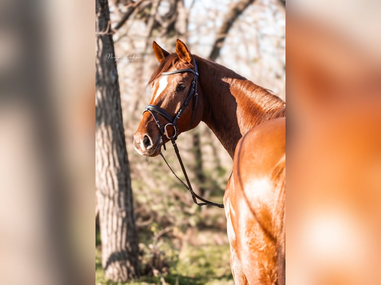 Austrian Warmblood Gelding 6 years 16,2 hh Chestnut-Red in Groß-Enzersdorf