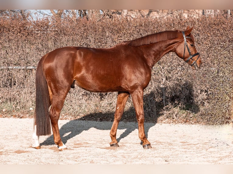 Austrian Warmblood Gelding 6 years 16,2 hh Chestnut-Red in Groß-Enzersdorf