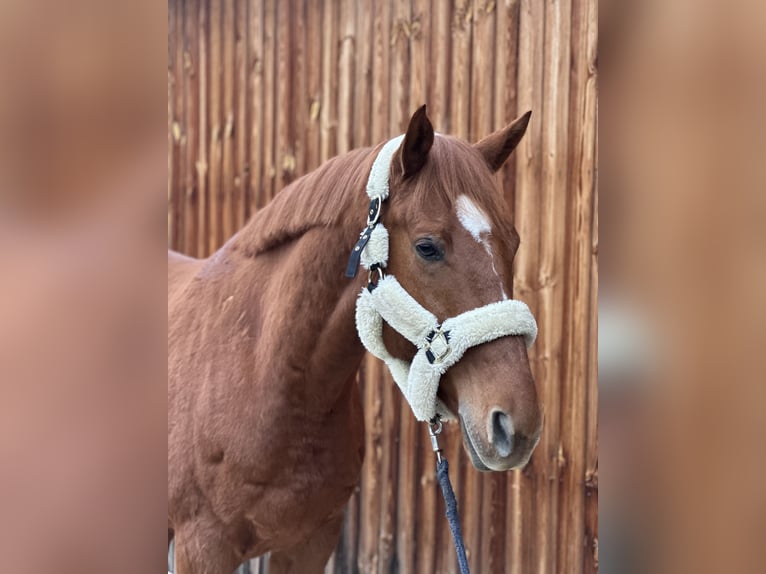 Austrian Warmblood Gelding 6 years 16.2 hh Chestnut-Red in Stattegg