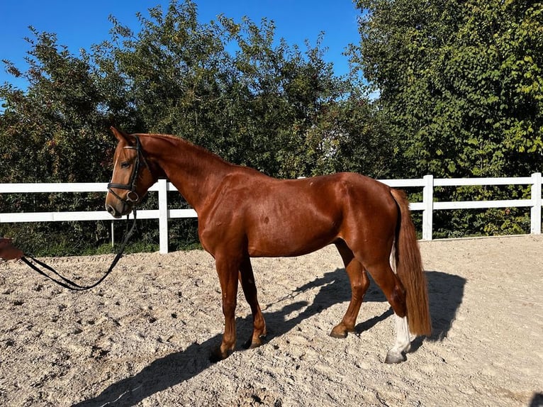 Austrian Warmblood Gelding 6 years 16 hh Chestnut-Red in Allershausen